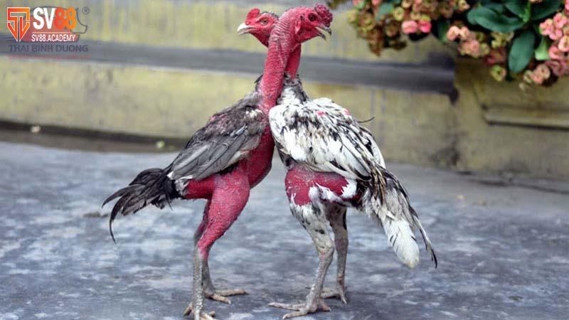 Mẹo nuôi gà mau tới pin giúp người chơi chiến đấu hiệu quả 6 Chăm sóc chiến kê để nhanh lớn