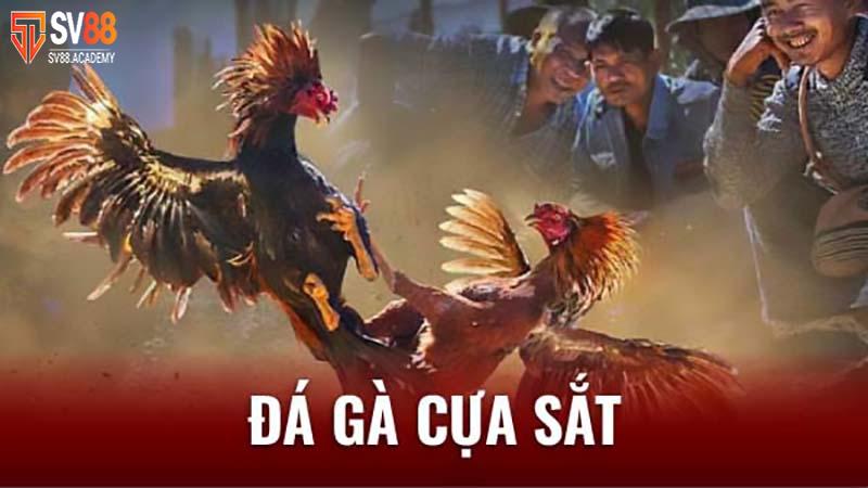 Chơi cá độ đá gà cựa sắt
