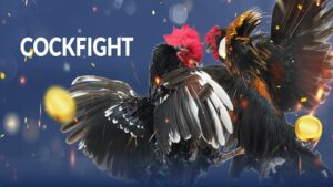 Tìm hiểu về cựa gà đá và những loại cựa nổi bật nhất 11 Cựa gà đá