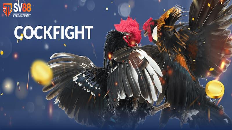 Tìm hiểu về cựa gà đá và những loại cựa nổi bật nhất 18 Cựa gà đá