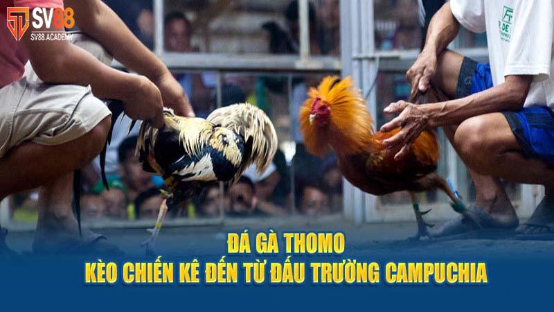 Tìm Hiểu Về Luật Đá Gà Thomo Và Nguyên Tắc Vàng 19 Đá Gà Thomo