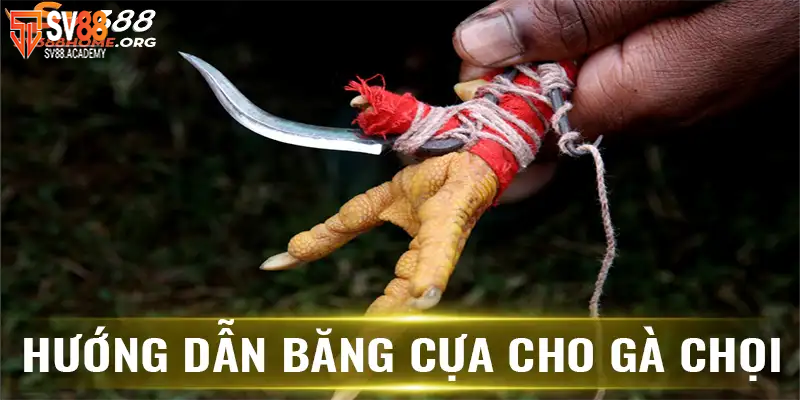 Phương pháp băng cựa gà để chiến kê luôn giành chiến thắng 17 Hướng dẫn băng cựa gà cho chiến kê