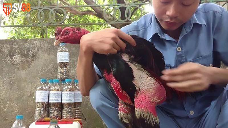 Mẹo nuôi gà mau tới pin giúp người chơi chiến đấu hiệu quả 7 Lưu ý khi nuôi gà đá nhanh lớn