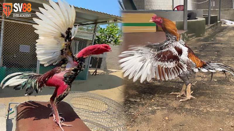 Mẹo nuôi gà mau tới pin giúp người chơi chiến đấu hiệu quả 15 Nuôi gà mau tới pin