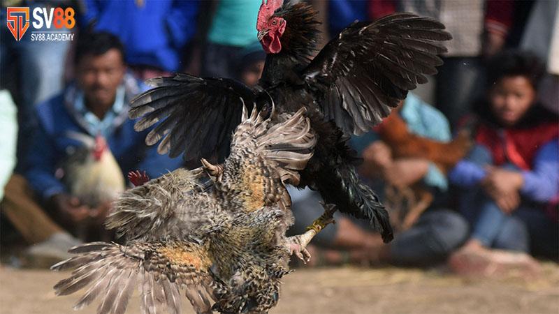 Tìm Hiểu Phương Pháp Vô Mồi Cho Gà Đá Tăng Sức Chiến Đấu 13 Cách vô mồi cho gà đá khỏe mạnh